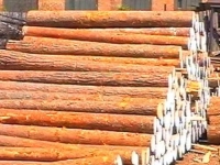 Россия задерживает увеличение вывозных пошлин на древесину