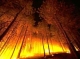 В Приморье бушует лесной пожар 